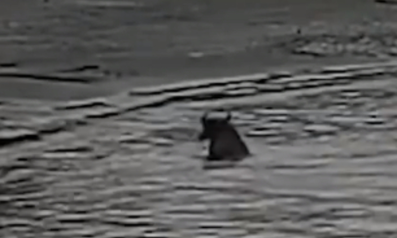 A screenshot from media reports showing a water buffalo swimming 5.4 kilometers across Yangtze River