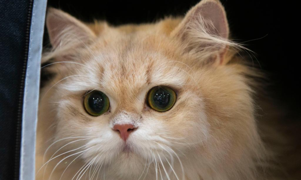 A longhair cat is pictured during the 2024 Canadian Pet Expo in Mississauga, Ontario, Canada, on Sep 14, 2024. Photo:Xinhua