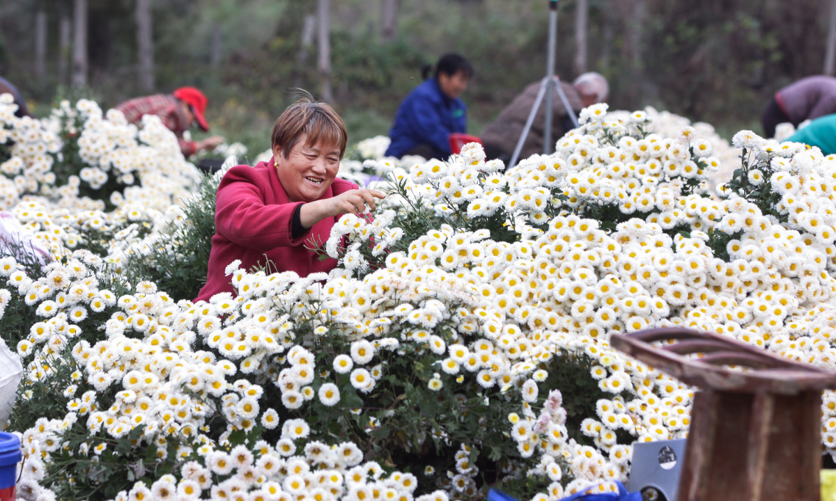 Villagers picking chrysanthemums in Jiaozuo, Central China’s Henan Province, on October 30, 2024 Photo: VCG