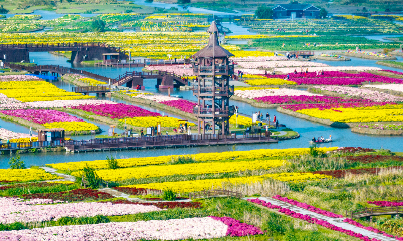 Tourists enjoy a sea of blooming chrysanthemums at the Qianduo scenic spot in Xinghua, East China's Jiangsu Province, on October 25, 2024. In recent years, Xinghua has vigorously developed its eco-cultural tourism industry. The flowers are scattered around duotian, a type of field landscape formed by raising mud into small stacks in water. Photo: VCG