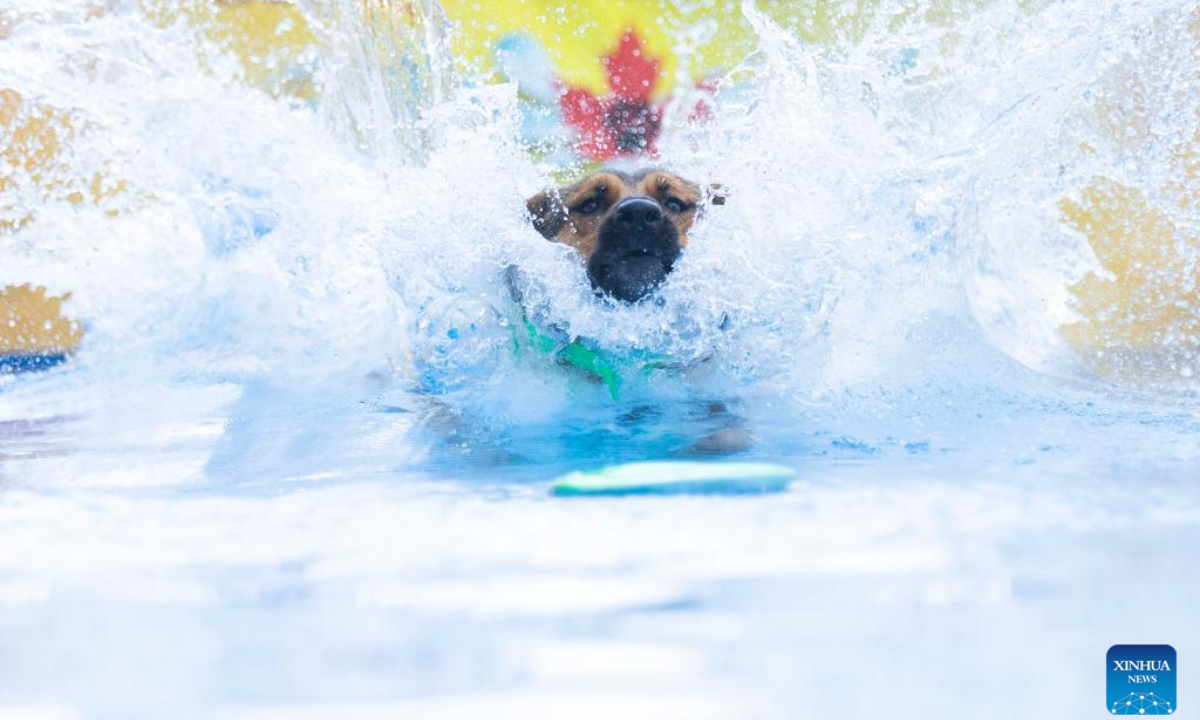 A pet dog jumps into a pool to catch a tossed toy during a dock diving event at the 2024 Waterfront Festival in Toronto, Canada, Sep 15, 2024. Dock diving is a sport where agile dogs compete for prizes by jumping for distance from a dock into a pool of water. Photo:Xinhua