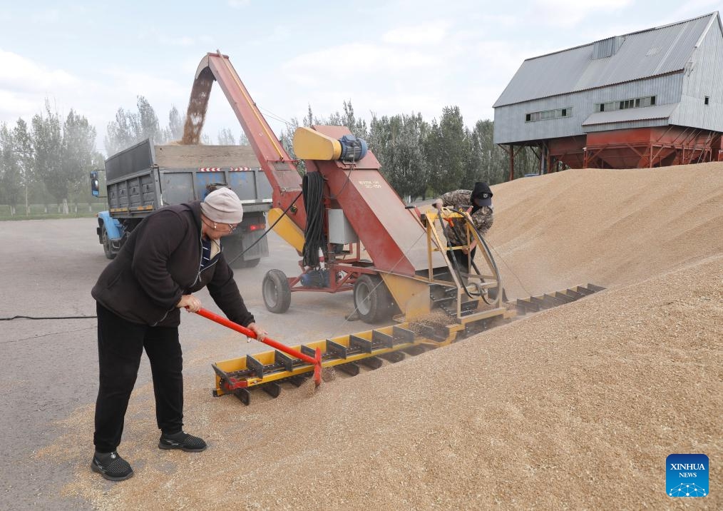 Farmers harvest wheat in a field near Astana, Kazakhstan, Sept. 3, 2024. Many regions in northern Kazakhstan enter harvest season for spring wheat in September. According to the country's agriculture ministry, about 3 million hectares of wheat have been harvested as of Tuesday. (Photo: Xinhua)