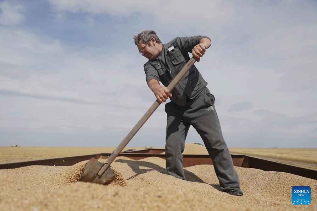 A man harvests wheat in a field near Astana, Kazakhstan, Sept. 3, 2024. Many regions in northern Kazakhstan enter harvest season for spring wheat in September. According to the country's agriculture ministry, about 3 million hectares of wheat have been harvested as of Tuesday. (Photo: Xinhua)