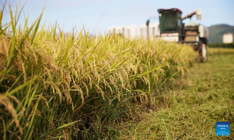 A harvester works in rice paddies in Shangqiang Village of Wuxing District in Huzhou City, east China's Zhejiang Province, Oct. 4, 2024. (Photo by He Weiwei/Xinhua)