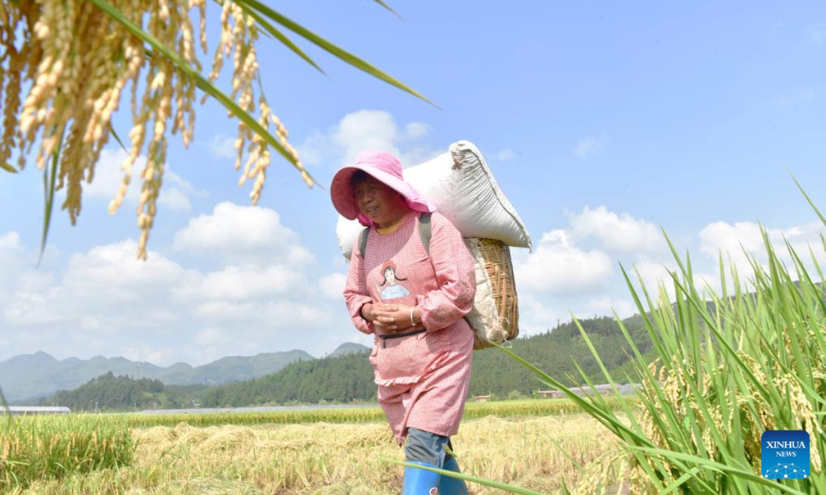 A farmer carries a basket in a rice field at Shanhou Village in Luoping County, southwest China's Yunnan Province, Sep 6, 2024. Photo:Xinhua