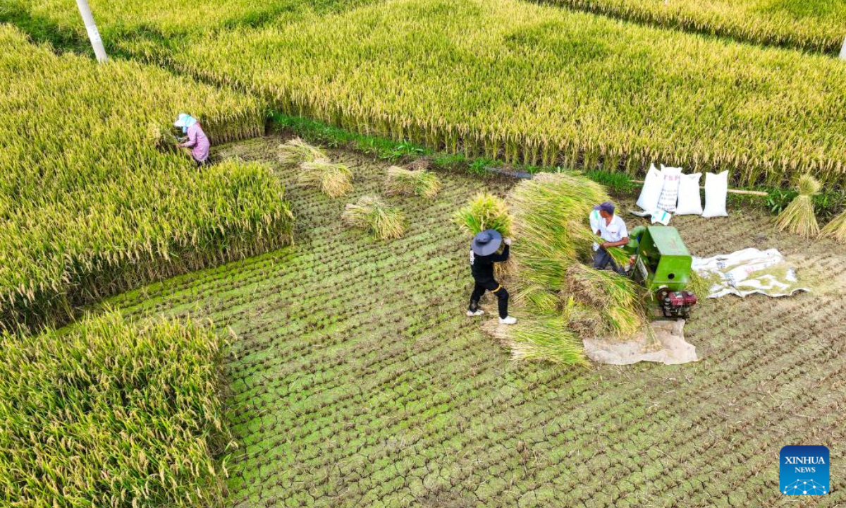 A drone photo shows villagers harvesting rice in the field at Tianshengba Village in Qujing City, southwest China's Yunnan Province, Sep 4, 2024. Photo:Xinhua