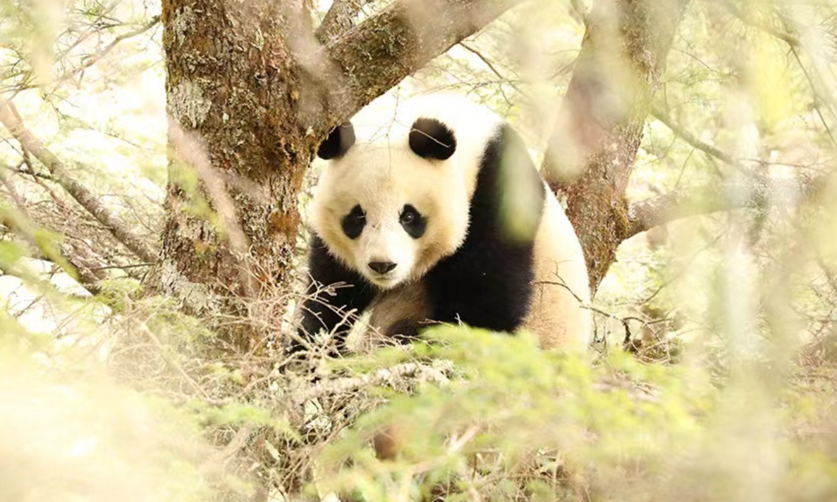 Footage displaying giant pandas mating in the wild confirmed