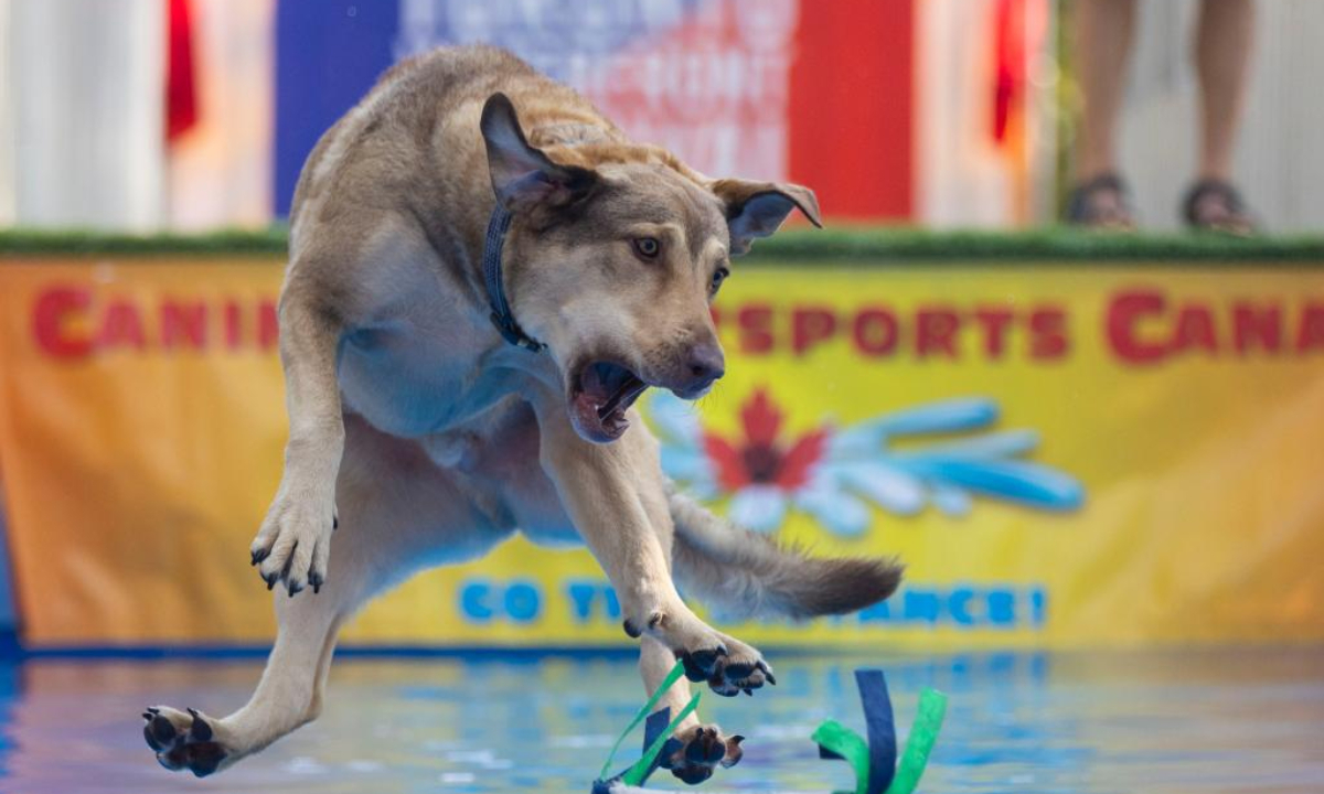 A pet dog jumps into a pool to catch a tossed toy during a dock diving event at the 2024 Waterfront Festival in Toronto, Canada, Sep 15, 2024. Dock diving is a sport where agile dogs compete for prizes by jumping for distance from a dock into a pool of water. Photo:Xinhua