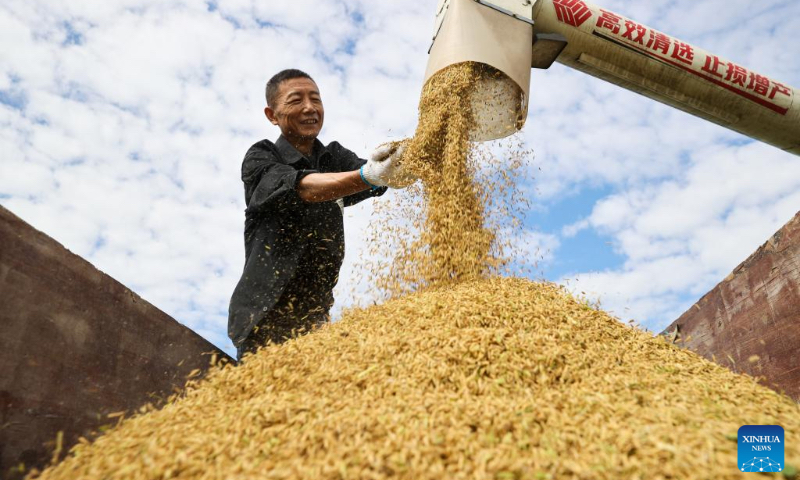 A farmer checks newly-harvested rice in Shangqiang Village of Wuxing District in Huzhou City, east China's Zhejiang Province, Oct. 4, 2024. (Photo by He Weiwei/Xinhua)