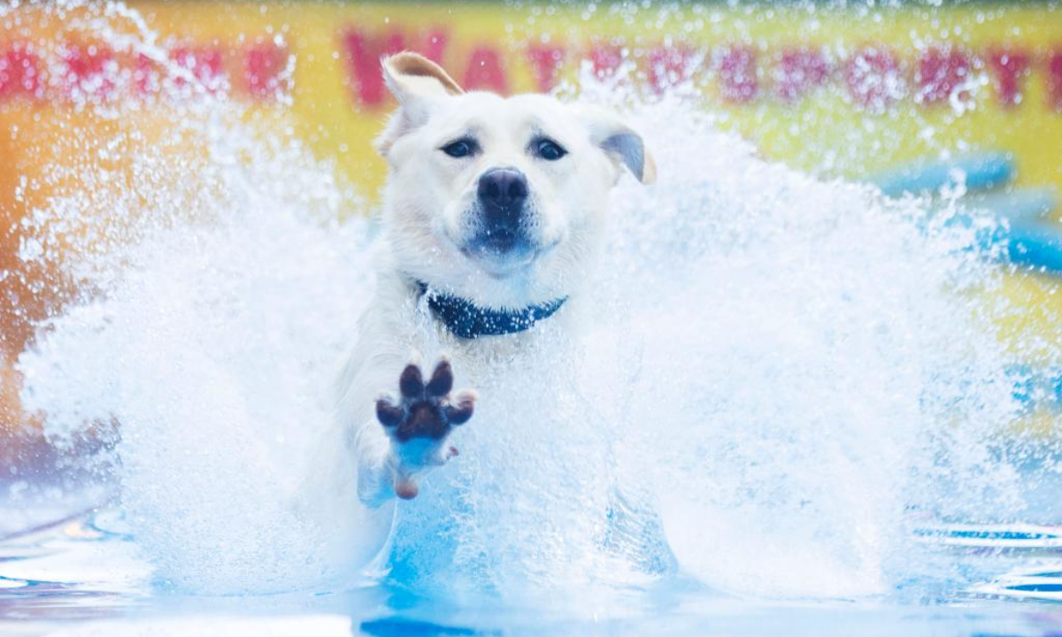 A pet dog jumps into a pool to catch a tossed toy during a dock diving event at the 2024 Waterfront Festival in Toronto, Canada, Sep 15, 2024. Dock diving is a sport where agile dogs compete for prizes by jumping for distance from a dock into a pool of water. Photo:Xinhua