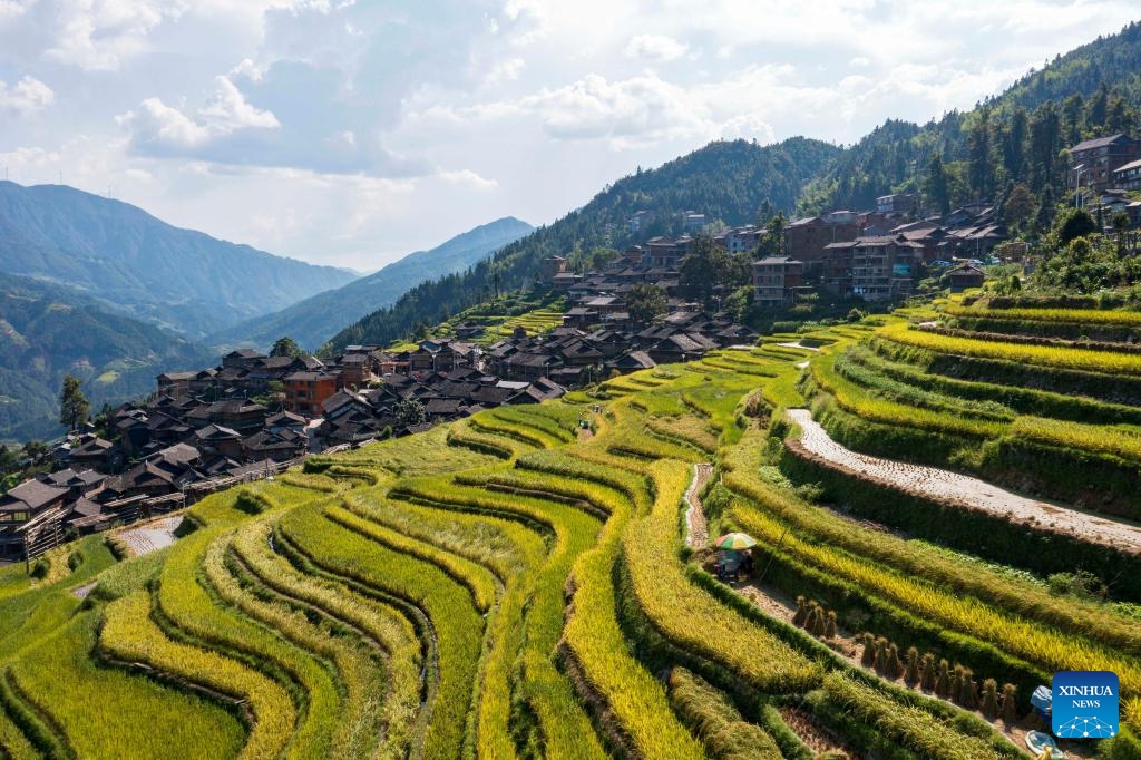 An aerial drone photo taken on Sept. 4, 2024 shows farmers harvesting paddy in terraced fields in Congjiang County, Qiandongnan Miao and Dong Autonomous Prefecture, southwest China's Guizhou Province. (Photo: Xinhua)