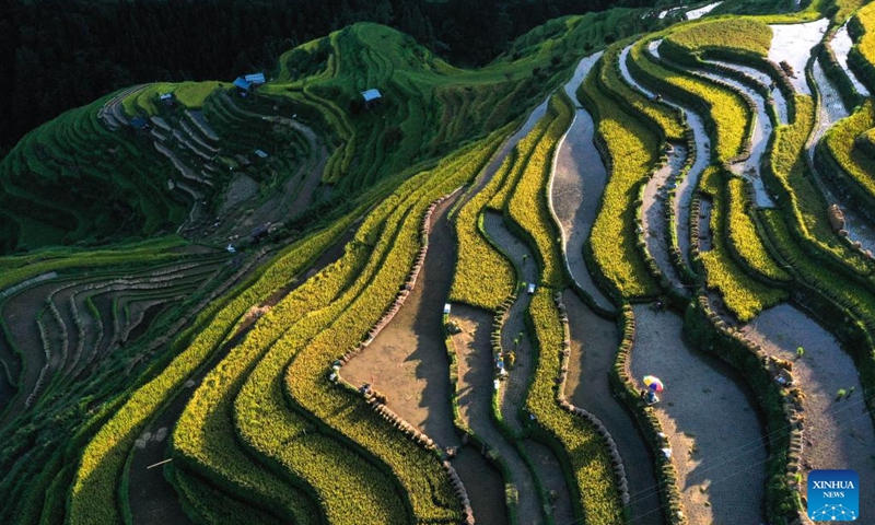 An aerial drone photo taken on Sept. 4, 2024 shows farmers harvesting paddy in terraced fields in Congjiang County, Qiandongnan Miao and Dong Autonomous Prefecture, southwest China's Guizhou Province. (Photo: Xinhua)