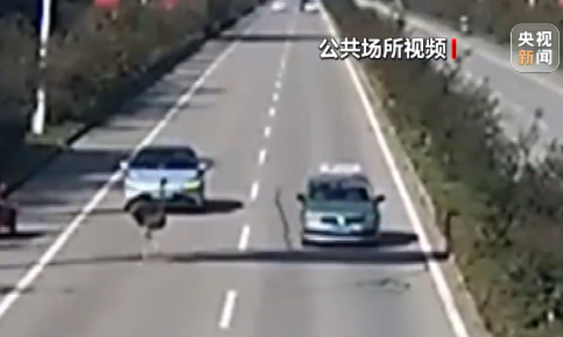 An unexpected ostrich, standing higher than an adult, was recently spotted running through a motorway in Xuzhou, East China’s Jiangsu Province on October 23, 2024. Photo: a screenshot from CCTV