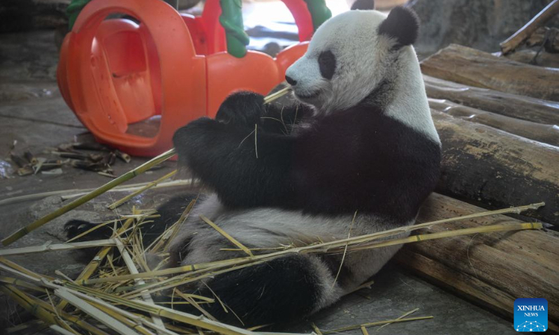 Giant panda Gong Gong eats bamboo at Hainan Tropical Wildlife Park and Botanical Garden in Haikou, south China's Hainan Province, Oct. 3, 2024. Exhibition areas of Hainan Tropical Wildlife Park and Botanical Garden were damaged in September due to the impact of Super Typhoon Yagi. Thanks to the restoration efforts for over 20 days, the wildlife park and botanical garden have been reopened to public recently. (Xinhua/Pu Xiaoxu)