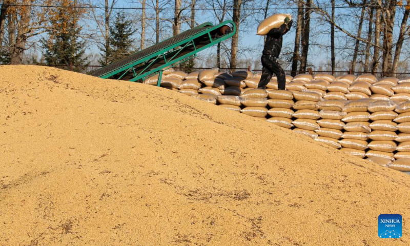 A farmer piles packed soybeans up at a farm of Beidahuang Group in northeast China's Heilongjiang Province, Oct. 3, 2024. (Photo by Lu Wenxiang/Xinhua)