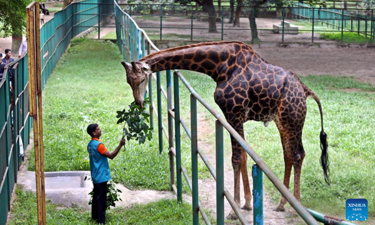 A staff member feeds a giraffe in the Bangladesh National Zoo in the Mirpur section of Dhaka, Bangladesh, Oct. 24, 2024. (Xinhua)