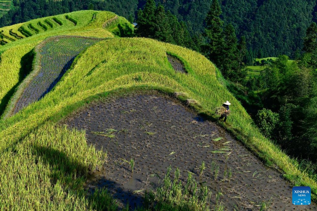 A farmer carries paddy in terraced fields in Congjiang County, Qiandongnan Miao and Dong Autonomous Prefecture, southwest China's Guizhou Province, Sept. 4, 2024. (Photo: Xinhua)