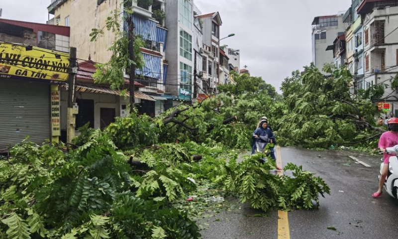 This photo shows trees toppled by typhoon in Vietnam's capital Hanoi, Sept. 8, 2024. (VNA via Xinhua)