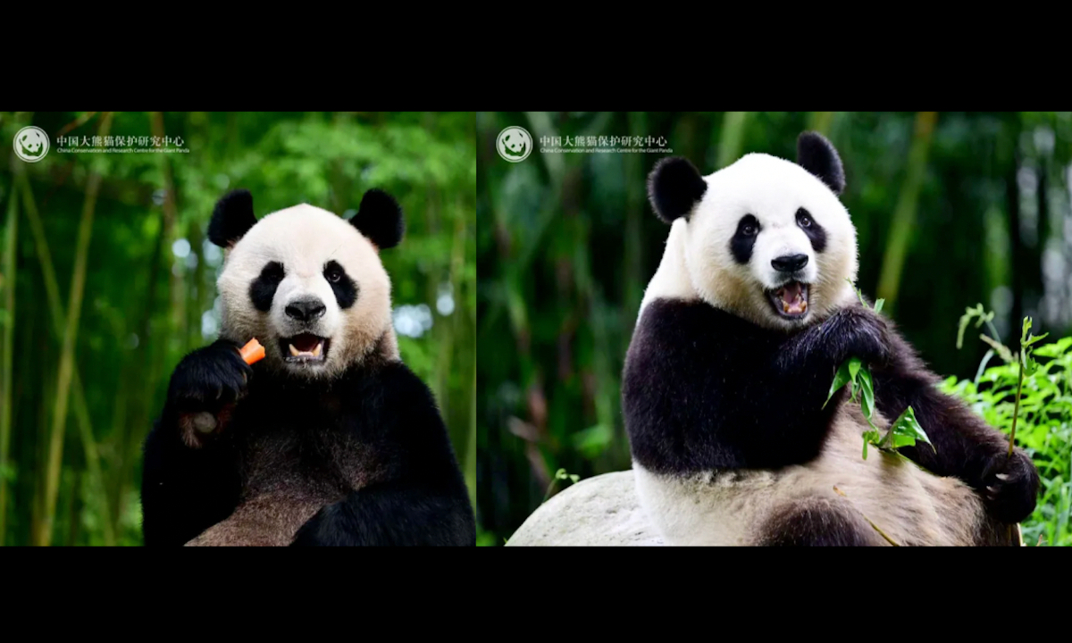 Male giant panda An An (left) and female giant panda Ke Ke gifted to the Hong Kong Special Administrative Region Photo: China Conservation and Research Center for the Giant Panda