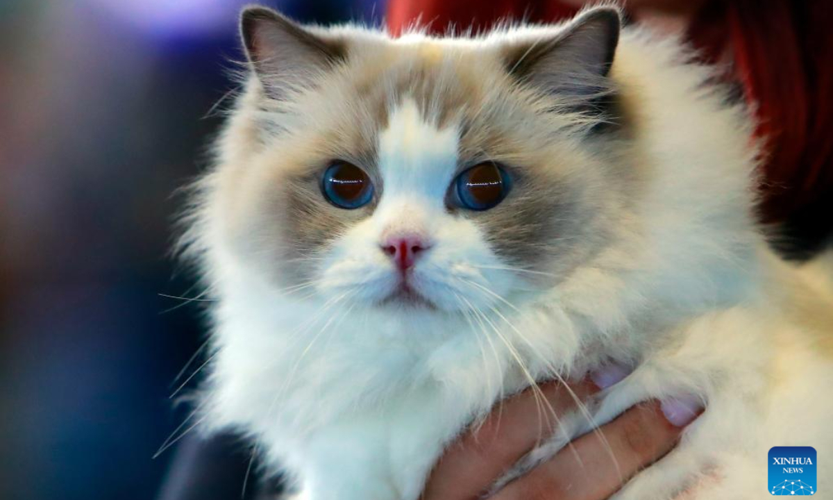 A Ragdoll cat is judged during an international feline beauty contest in Bucharest, Romania, Sep 28, 2024. About 250 hundred cats of around 30 breeds participate in the two-day contest. Photo:Xinhua