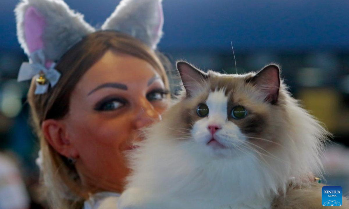 A woman holds her Maine Coon cat during an international feline beauty contest in Bucharest, Romania, Sept. 28, 2024. About 250 hundred cats of around 30 breeds participate in the two-day contest. Photo:Xinhua