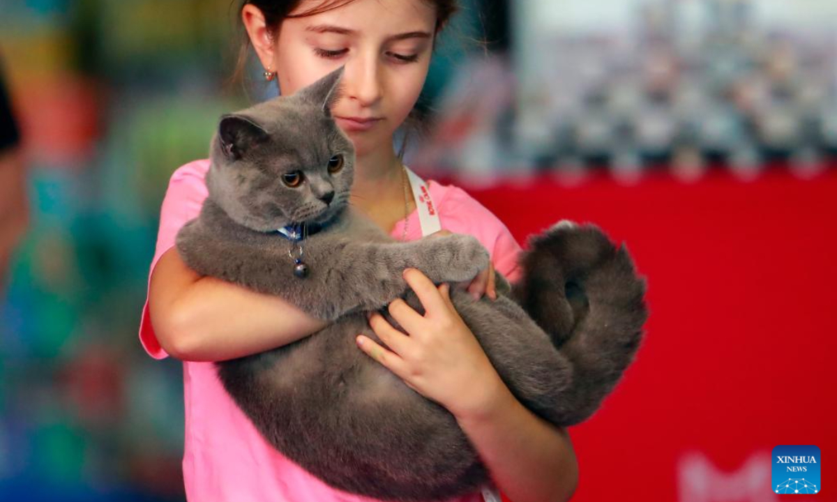 A girl holds her British Shorthair cat during an international feline beauty contest in Bucharest, Romania, Sep 28, 2024. About 250 hundred cats of around 30 breeds participate in the two-day contest. Photo:Xinhua