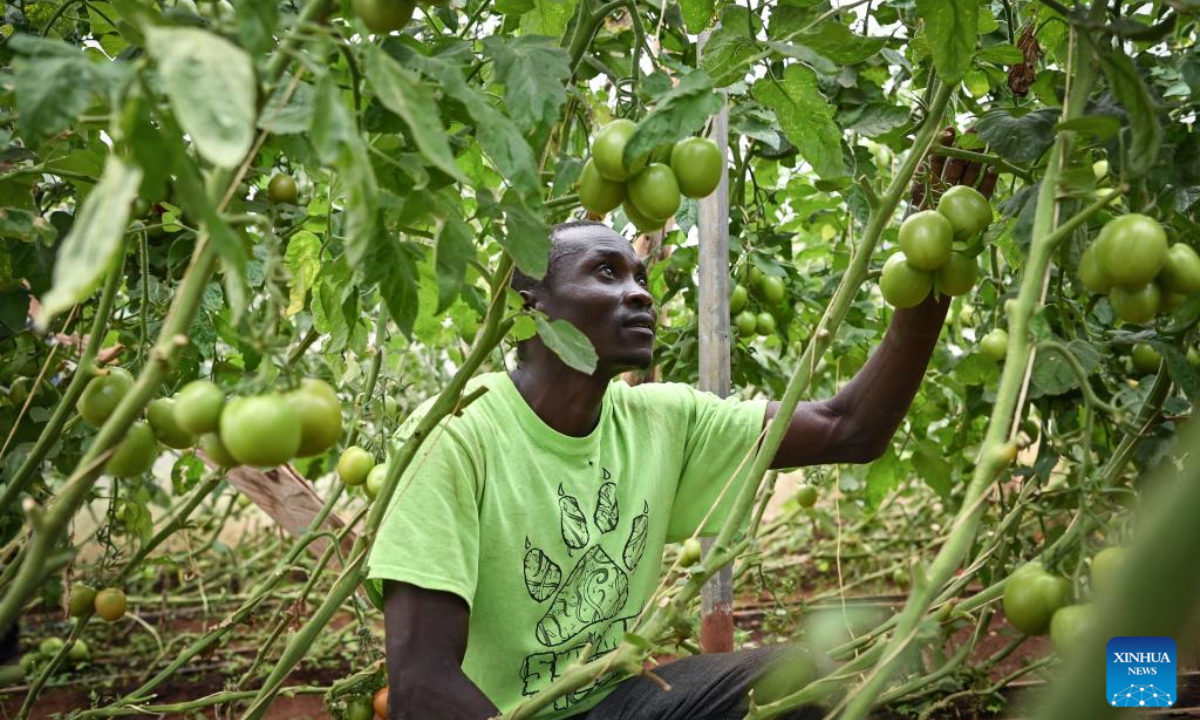 A farmer manages grafted tomatoes at a tomato farm in Nakuru County, Kenya, Oct. 23, 2024.(Photo: Xinhua)