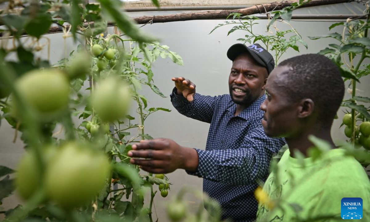 Stephen Githeng'u (L), a horticulture expert at Egerton University, gives guidance to a farmer on the field management of grafted tomatoes at a tomato farm in Nakuru County, Kenya, Oct. 23, 2024. (Photo: Xinhua)