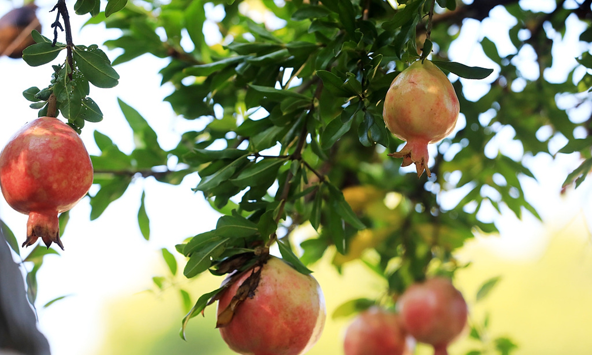 The<strong></strong> White Dew solar term is approaching, and pomegranate trees at Chuxiu Garden are full of fruits in Huai'an, East China's Jiangsu Province, on September 4, 2024. Photo: VCG