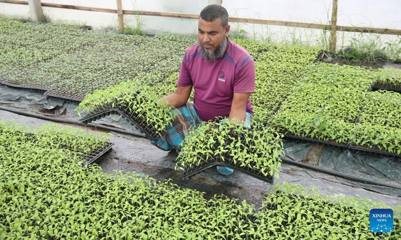 A farmer holds two trays of seedlings at a nursery in Shajahanpur Upazila, Bogura, Bangladesh, Sept. 3, 2024. Bogura's Shajahanpur Upazila is home to more than 250 nurseries that produce seedlings of various vegetables including cauliflowers, cabbages, tomatoes, and hybrid peppers. They play a crucial role in the agricultural sector by providing a wide array of vegetable seedlings to meet the demands of farmers nationwide. (Photo: Xinhua)