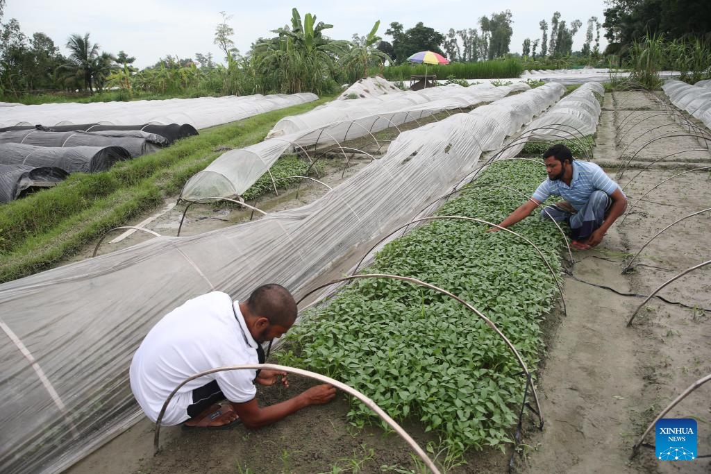 Farmers tend seedlings at a nursery in Shajahanpur Upazila, Bogura, Bangladesh, Sept. 3, 2024. Bogura's Shajahanpur Upazila is home to more than 250 nurseries that produce seedlings of various vegetables including cauliflowers, cabbages, tomatoes, and hybrid peppers. They play a crucial role in the agricultural sector by providing a wide array of vegetable seedlings to meet the demands of farmers nationwide. (Photo: Xinhua)