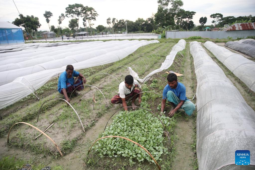 Farmers tend seedlings at a nursery in Shajahanpur Upazila, Bogura, Bangladesh, Sept. 3, 2024. Bogura's Shajahanpur Upazila is home to more than 250 nurseries that produce seedlings of various vegetables including cauliflowers, cabbages, tomatoes, and hybrid peppers. They play a crucial role in the agricultural sector by providing a wide array of vegetable seedlings to meet the demands of farmers nationwide. (Photo: Xinhua)