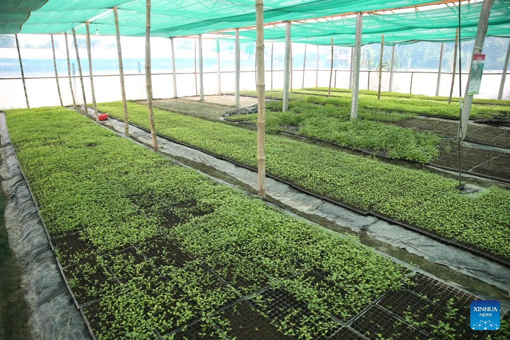 This photo taken on Sept. 3, 2024 shows vegetable seedlings growing at a nursery in Shajahanpur Upazila, Bogura, Bangladesh. Bogura's Shajahanpur Upazila is home to more than 250 nurseries that produce seedlings of various vegetables including cauliflowers, cabbages, tomatoes, and hybrid peppers. They play a crucial role in the agricultural sector by providing a wide array of vegetable seedlings to meet the demands of farmers nationwide (Photo: Xinhua)