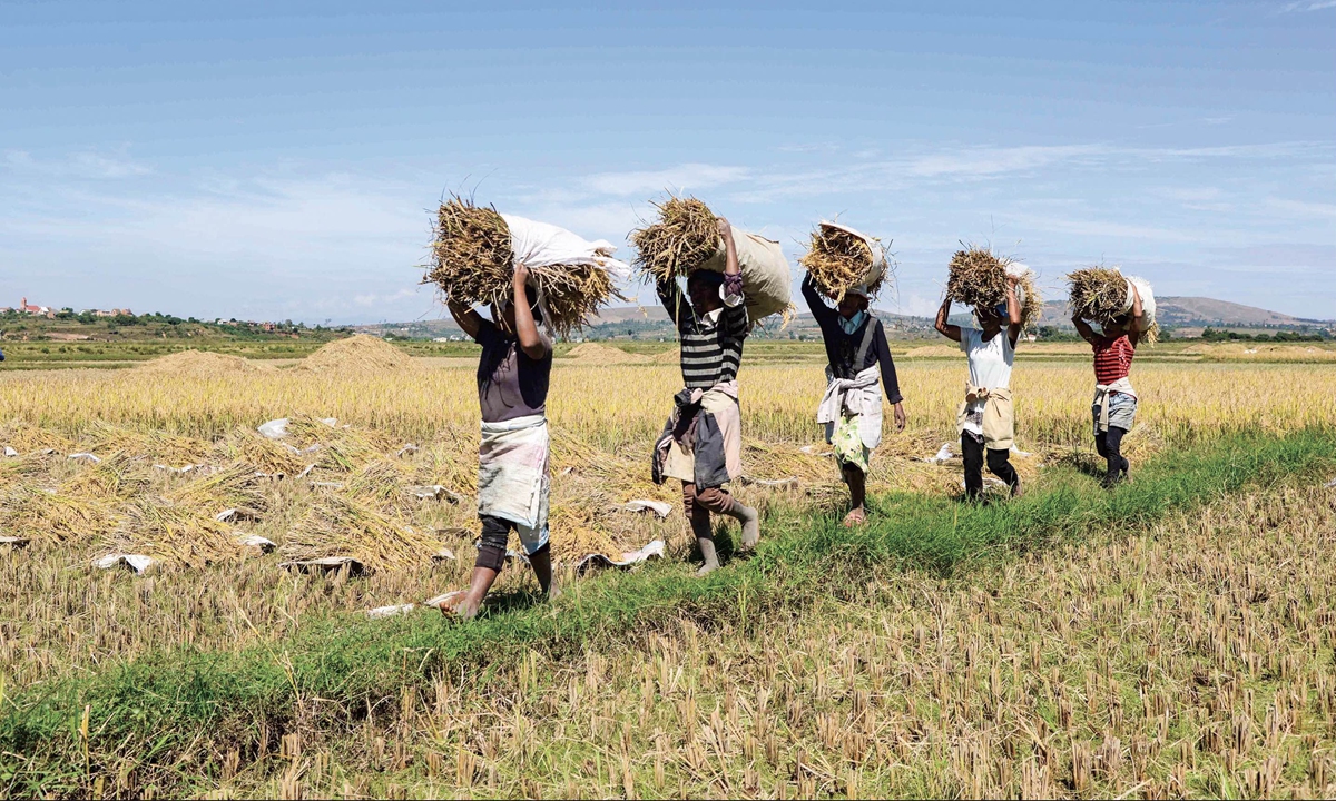 Local farms harvest crops at the hybrid rice land in Mahitsy, a town nearby Madagascar's capital Antananarivo, on May 12, 2023. Photo: Xinhua