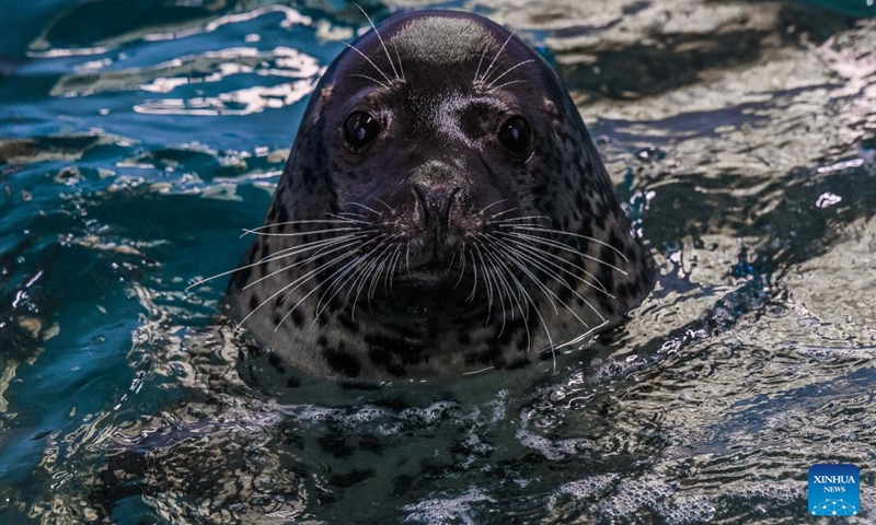 A spotted seal is pictured at the spotted seal rescue center of Liaoning Ocean and Fisheries Science Research Institute in Dalian, northeast China's Liaoning Province, Sept. 6, 2024. Photo: Xinhua