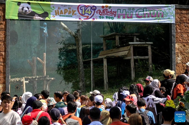 People look at the female giant panda Hu Chun during a celebration for her 14th birthday at Taman Safari zoo park in Bogor, West Java, Indonesia, Sept. 7, 2024. Hu Chun from southwest China's Sichuan Province has been living in the park since 2017. Photo: Xinhua