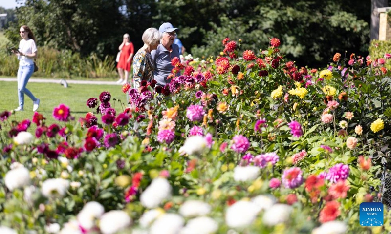 People enjoy blooming dahlias at the garden of Keukenhof Castle during the Keukenhof Dahlia Days event in Lisse, the Netherlands, Sept. 7, 2024. The annual event is held here from Sept 6 to 8. Photo: Xinhua