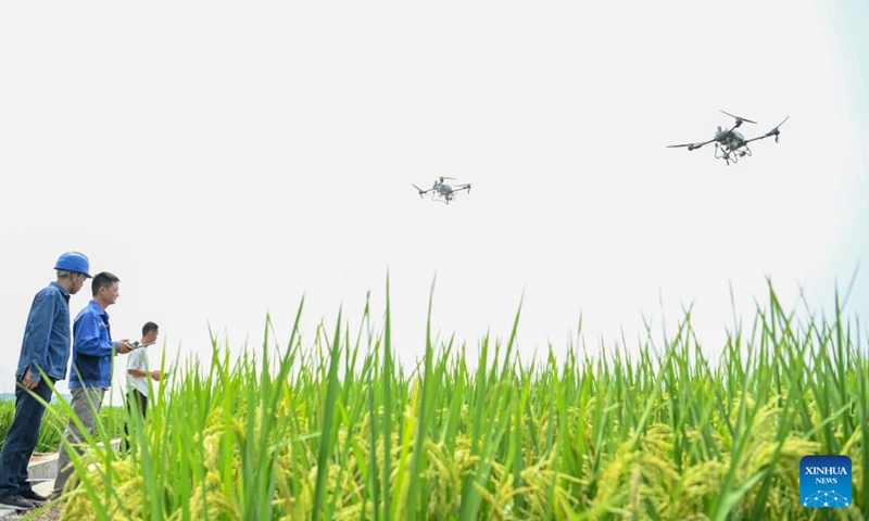 Farmers deploy drones to spray the rice field in Huangnigang Town of Nanjiao District, Chuzhou, east China's Anhui Province, Sept. 7, 2024. In recent years, smart technologies have been gradually applied into agricultural management in Nanjiao District of Chuzhou. Photo: Xinhua