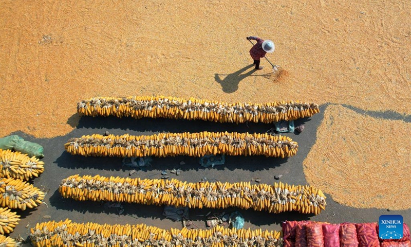 A farmer sun-dries the corn at Beizhangliang village in Yiyuan County of Zibo City, east China's Shandong Province, Sept. 7, 2024. Photo: Xinhua