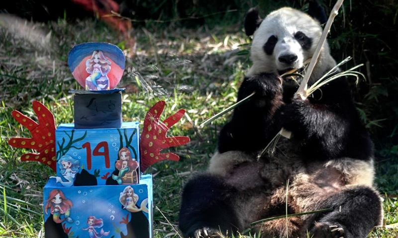 The female giant panda Hu Chun eats bamboo during a celebration for her 14th birthday at Taman Safari zoo park in Bogor, West Java, Indonesia, Sept. 7, 2024. Hu Chun from southwest China's Sichuan Province has been living in the park since 2017. Photo: Xinhua