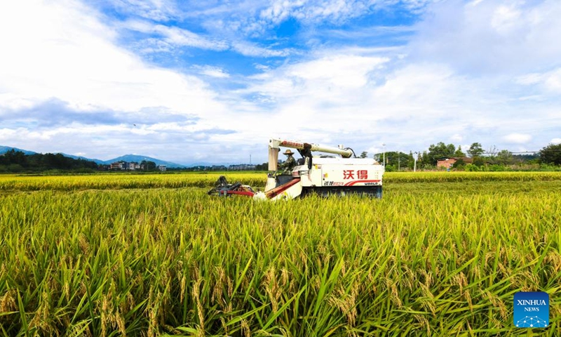 A villager drives a rice harvester in the field in Shengqiao Township of Changning City, central China's Hunan Province, Sept. 7, 2024. Photo: Xinhua