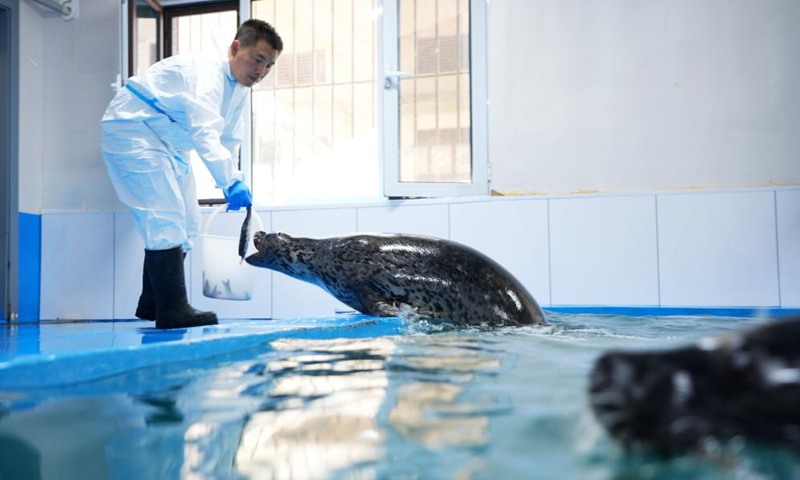 Wang Zhen feeds a spotted seal at the spotted seal rescue center of Liaoning Ocean and Fisheries Science Research Institute in Dalian, northeast China's Liaoning Province, Sept. 6, 2024. Photo: Xinhua