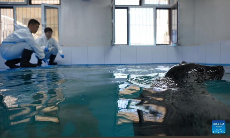 Wang Zhen (L) prepares to feed spotted seals at the spotted seal rescue center of Liaoning Ocean and Fisheries Science Research Institute in Dalian, northeast China's Liaoning Province, Sept. 6, 2024. Photo: Xinhua