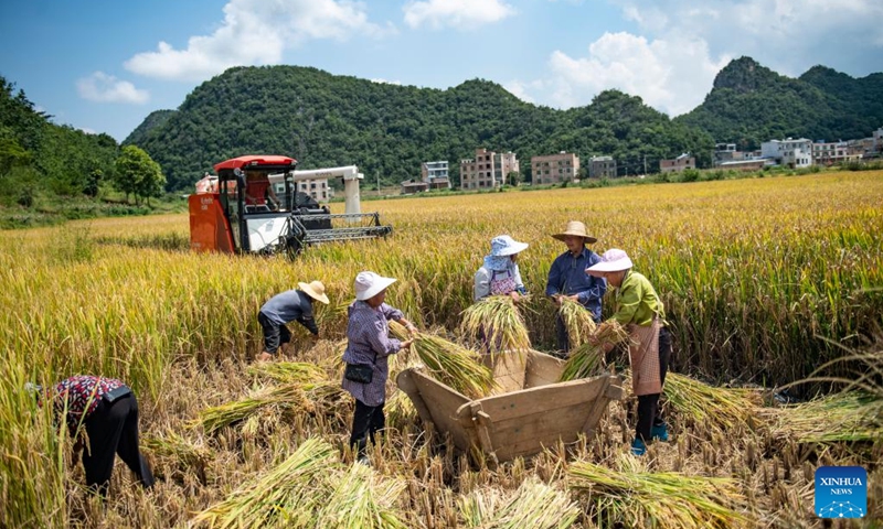 Villagers thresh the rice after harvesting at Poxian Village in Guangnan County, Wenshan Zhuang and Miao Autonomous Prefecture in southwest China's Yunnan Province, Sept. 7, 2024. Photo: Xinhua