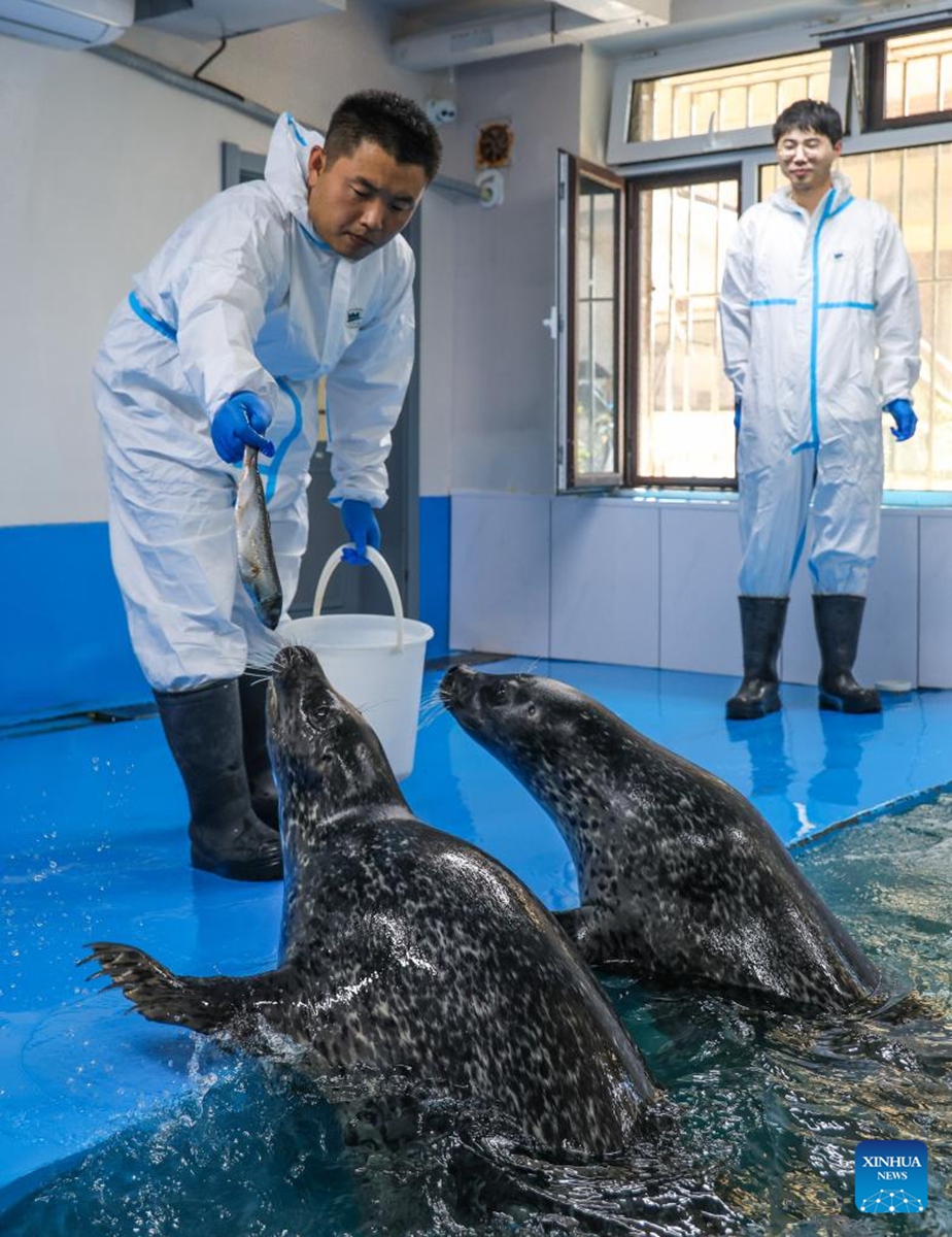 Wang Zhen (L) feeds spotted seals at the spotted seal rescue center of Liaoning Ocean and Fisheries Science Research Institute in Dalian, northeast China's Liaoning Province, Sept. 6, 2024. Photo: Xinhua