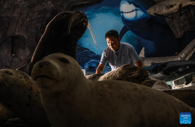 Wang Zhen arranges spotted seal specimens in the Liaoning Ocean and Fisheries Science Research Institute in Dalian, northeast China's Liaoning Province, Sept. 6, 2024. Photo: Xinhua