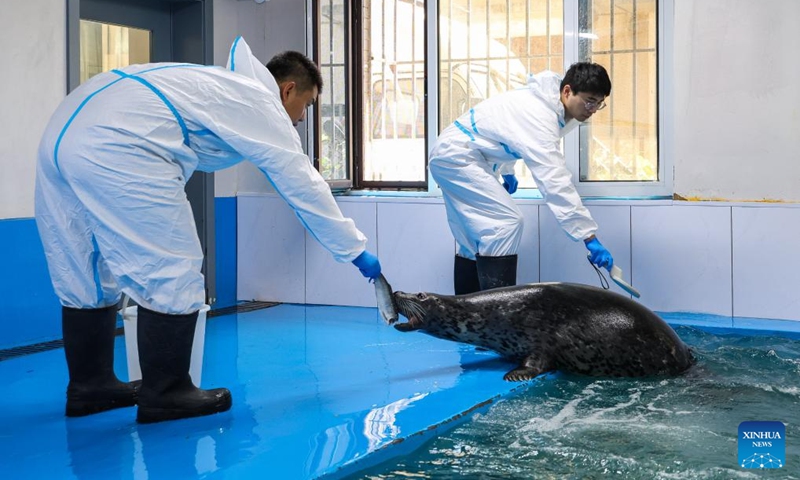 Wang Zhen (L) feeds a spotted seal at the spotted seal rescue center of Liaoning Ocean and Fisheries Science Research Institute in Dalian, northeast China's Liaoning Province, Sept. 6, 2024. With bulging bellies toward the ceiling, a group of spotted seals is enjoying peace in the water of a spotted seal rescue center at the Liaoning Ocean and Fisheries Science Research Institute. Wang Zhen, a 34-year-old assistant research fellow from Hebei Province, joined the institute in 2018 and has dedicated himself to spotted seal rescue and marine mammal research. It's great to see the rescued seals released into the wild after they were assessed to meet the releasing conditions, and survive by themselves, Wang said. Under top-class national protection in China, the spotted seal is the only pinniped marine mammal to breed in Chinese waters. Photo: Xinhua