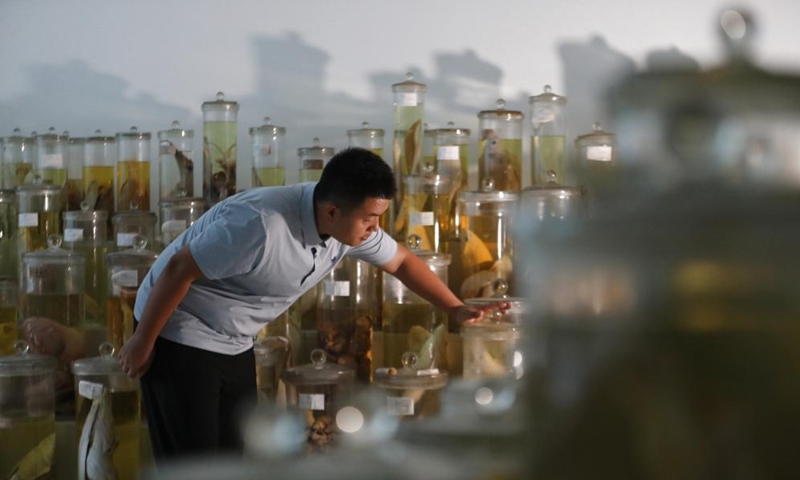 Wang Zhen checks specimens in the Liaoning Ocean and Fisheries Science Research Institute in Dalian, northeast China's Liaoning Province, Sept. 6, 2024. Photo: Xinhua