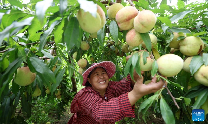 A farmer picks peaches at Hongfusi Village in Tancheng County in Linyi City, east China's Shandong Province, Sept. 7, 2024. Photo: Xinhua