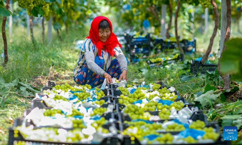 A farmer packs grapes at a plantation in Linhu Township of Xinghua City, east China's Jiangsu Province, Sept. 7, 2024. Photo: Xinhua